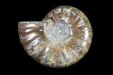 Iridescent, Red Flash Ammonite - Madagascar #82444-1